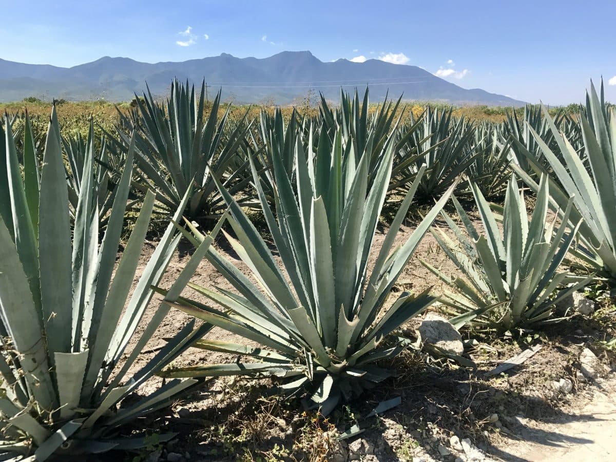 MEZCALES